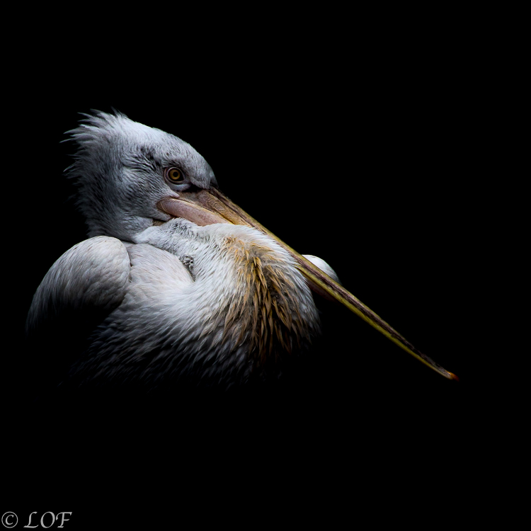 Filtre: Tiffen ou Canon-2013-09-parc-de-cleres-dark-25.jpg