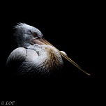 Filtre: Tiffen ou Canon-2013-09-parc-de-cleres-dark-25.jpg