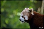 2013 cerza panda roux 1