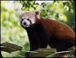 2013 cerza panda roux 2
