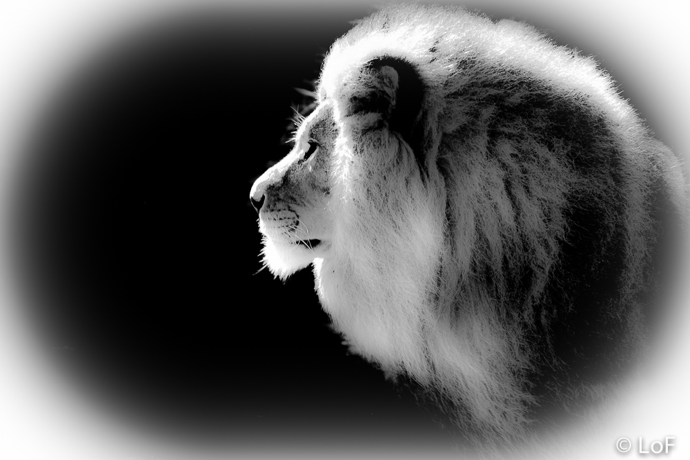 2013 cerza lion 2