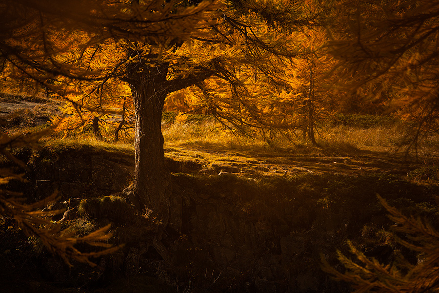 Entre ivresse et mlancolie

Lumire d'automne en sous-bois, Alpes
Automne 2013
