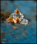 Sigma 50/2.8 macro ou Sigma 105/2.8 macro-collembolles-radeau-2-.jpg