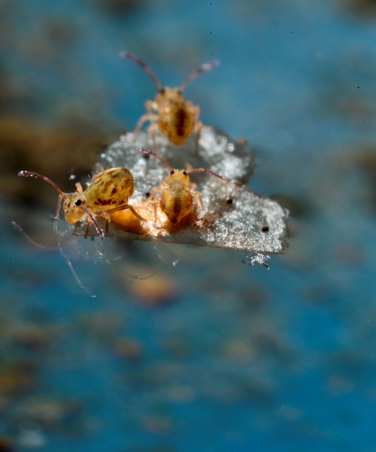 Sigma 50/2.8 macro ou Sigma 105/2.8 macro-collembolles-radeau-2-.jpg