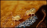 Sigma 50/2.8 macro ou Sigma 105/2.8 macro-collemboles-bulles-1-.jpg