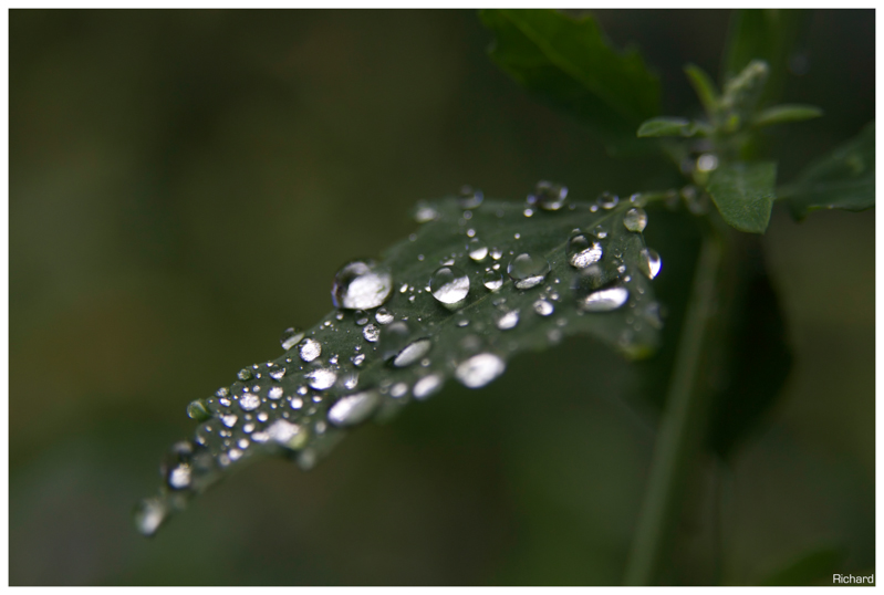 [Photo-Shop]Site pour photosop-gouttes.jpg