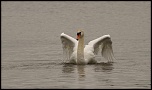 Joyeux anniversaire LCL2000-parade-cygne._modifi-2.jpg