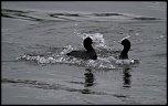 Joyeux anniversaire LCL2000-ns-20131107-querelle-de-foulques..jpg