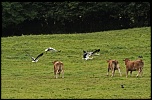Joyeux anniversaire LCL2000-cigogne-vol-002_modifi-1-copie.jpg