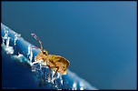 Sigma 50/2.8 macro ou Sigma 105/2.8 macro-collembole-glace-2-sign-copier-.jpg