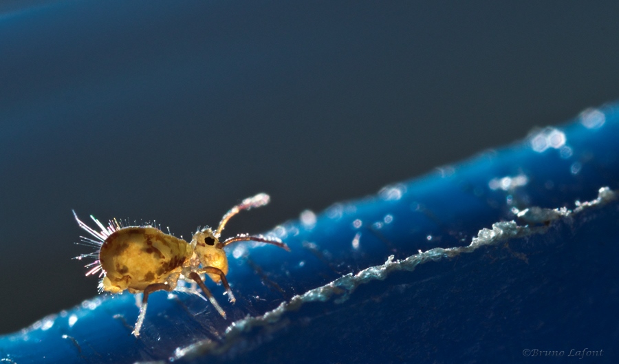 Sigma 50/2.8 macro ou Sigma 105/2.8 macro-collembole-glace-3-2-copier-.jpg