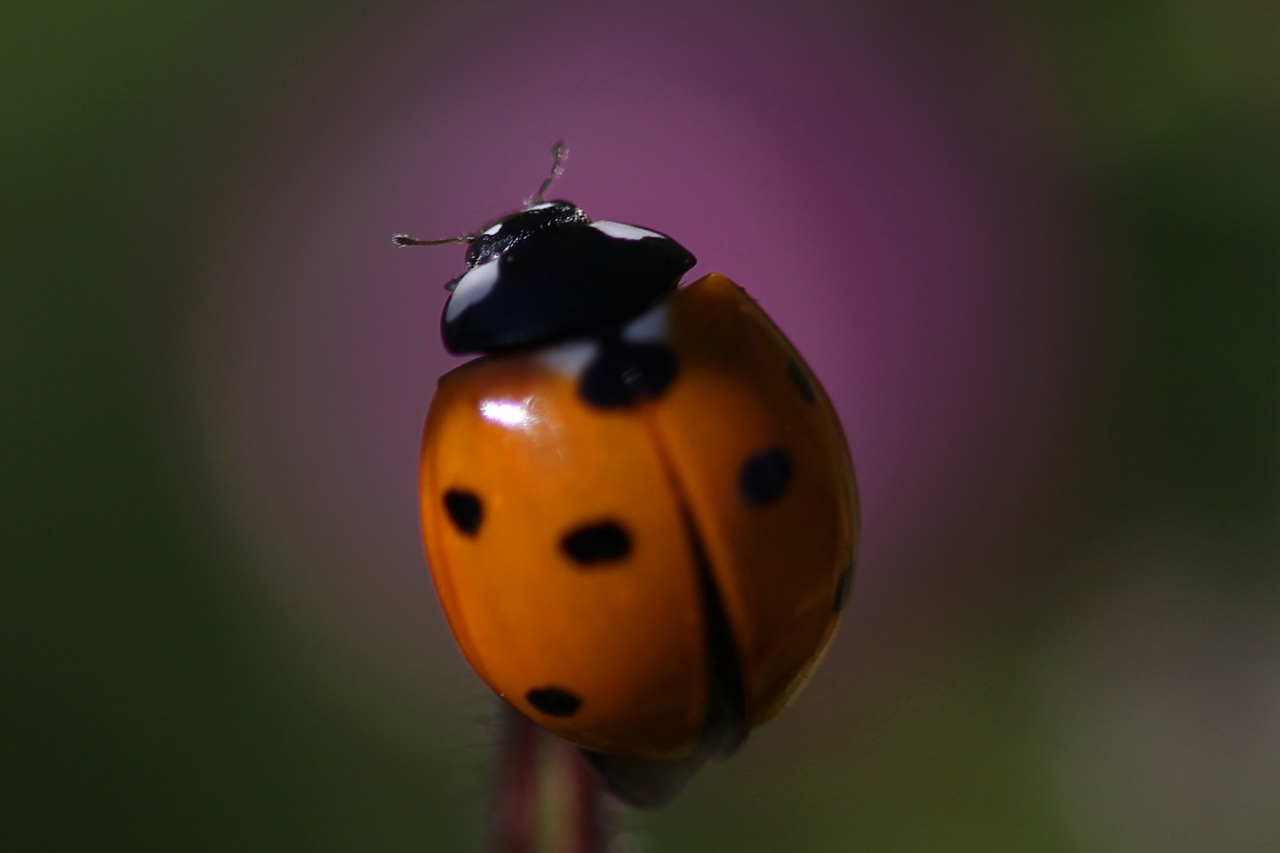 Vivitar-img_0239.jpg