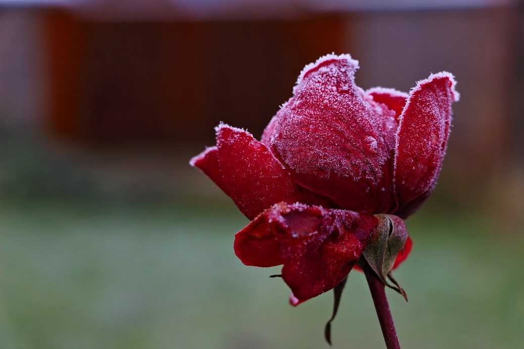-rose-gel-e.jpg