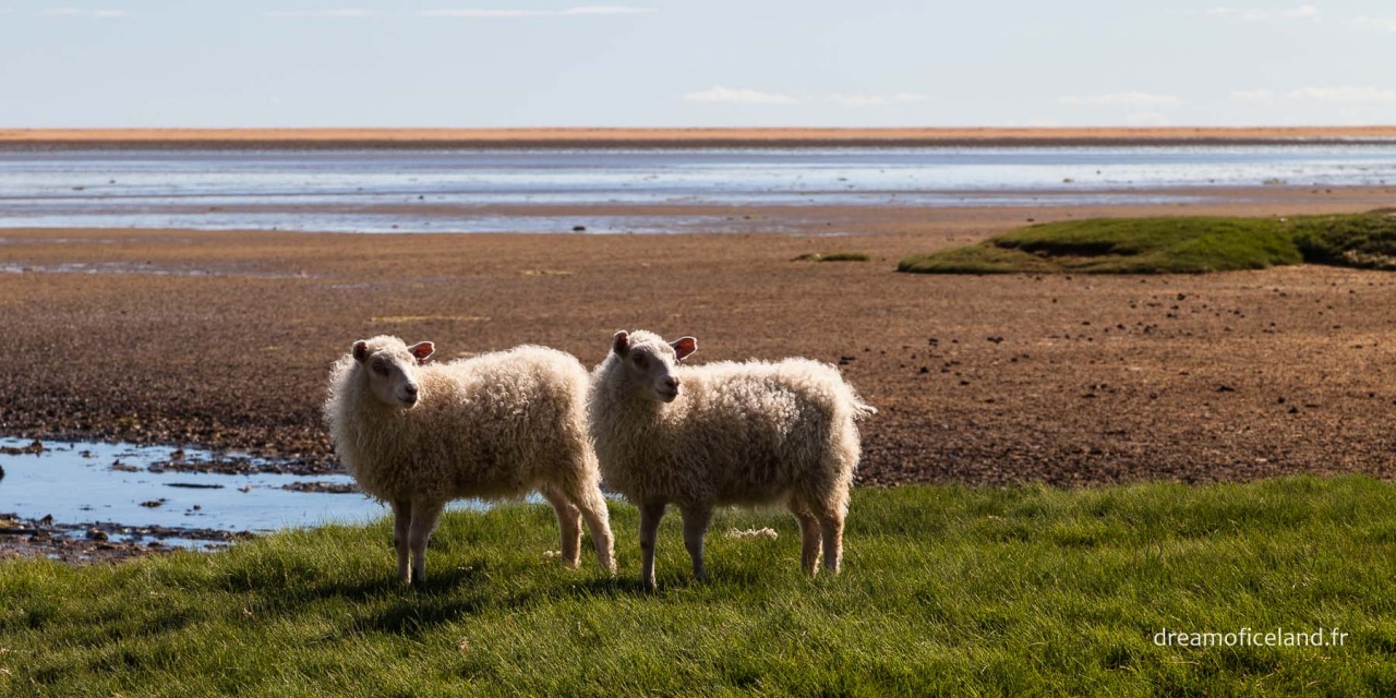 bague T ?-islande-2012-2495.jpg