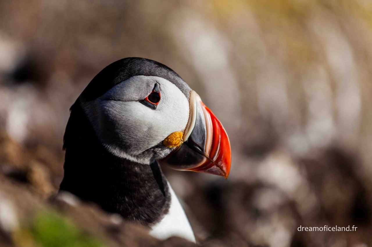 bague T ?-islande-2012-2602.jpg