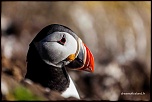 Couleurs d'Islande en t