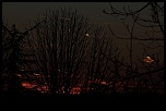 Nouveau venu-img_13759_size_r1.jpg