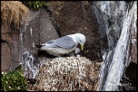 bague T ?-islande-2012-4540.jpg
