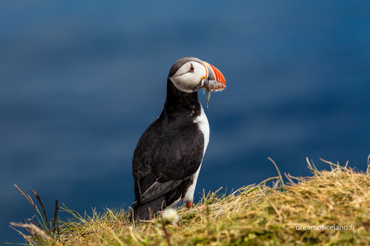 bague T ?-islande-2012-4573.jpg