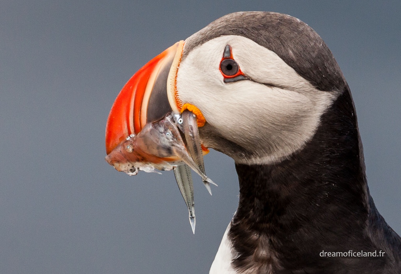 bague T ?-islande-2012-4578.jpg