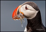 bague T ?-islande-2012-4578.jpg
