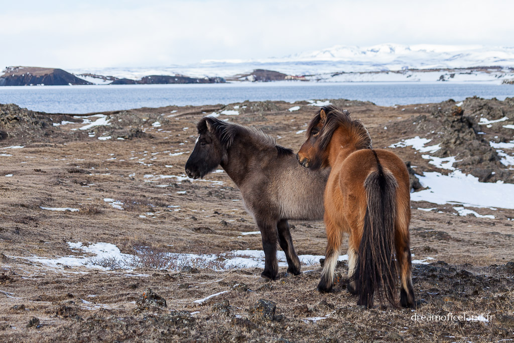 Cheval islandais  Mvatn