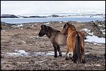 Cheval islandais  Mvatn