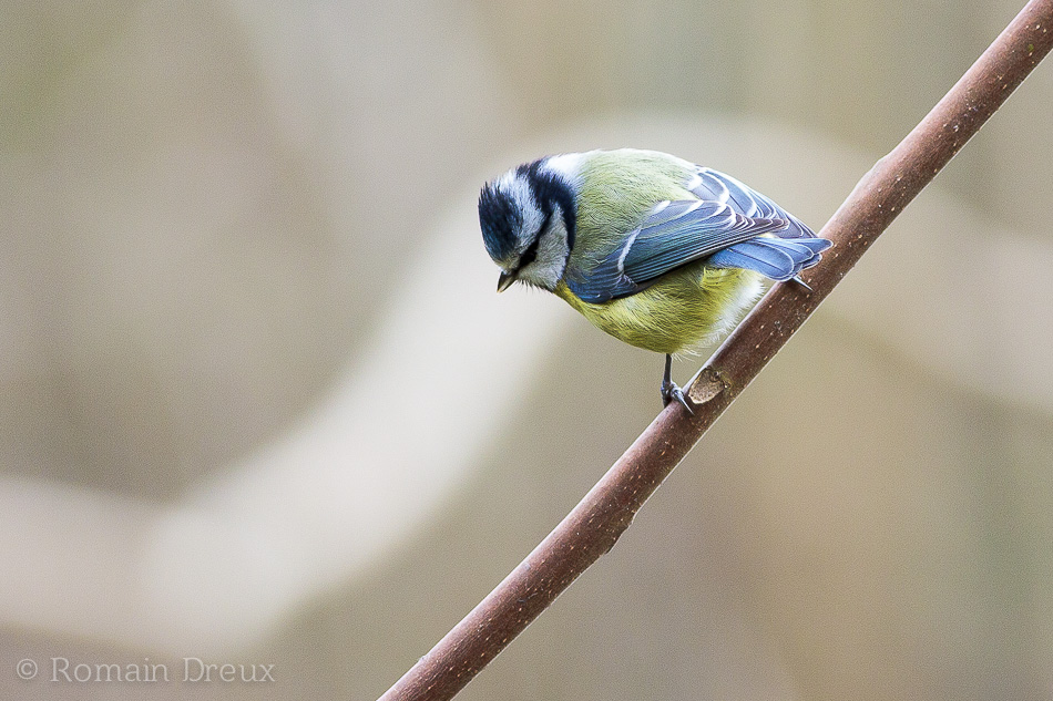 Mesange bleue 0455