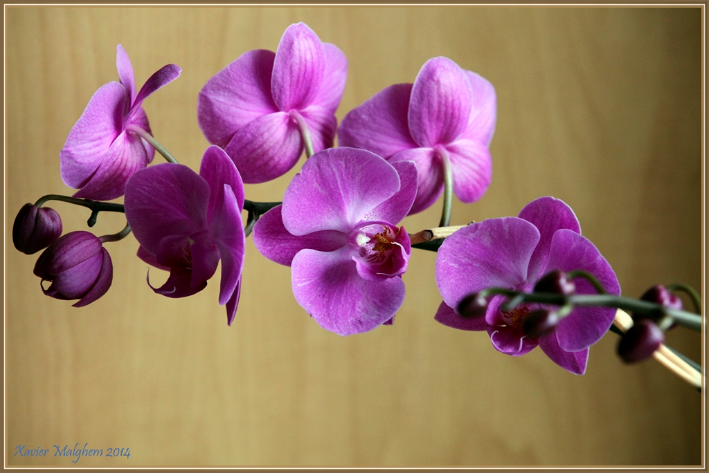 Une belle plante small