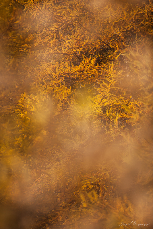 Autumn wildness