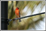 -img_5966-border-copier-.jpg