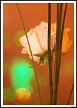 -img_56162-border.jpg