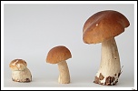 -img_78022-border.jpg