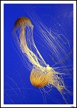 -img_6381-border.jpg