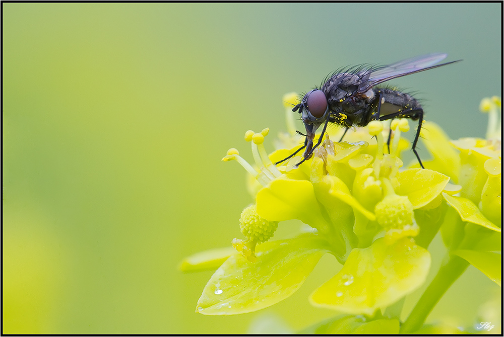 L'aspirateur  pollen