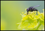 Les belles plantes et leurs habitants