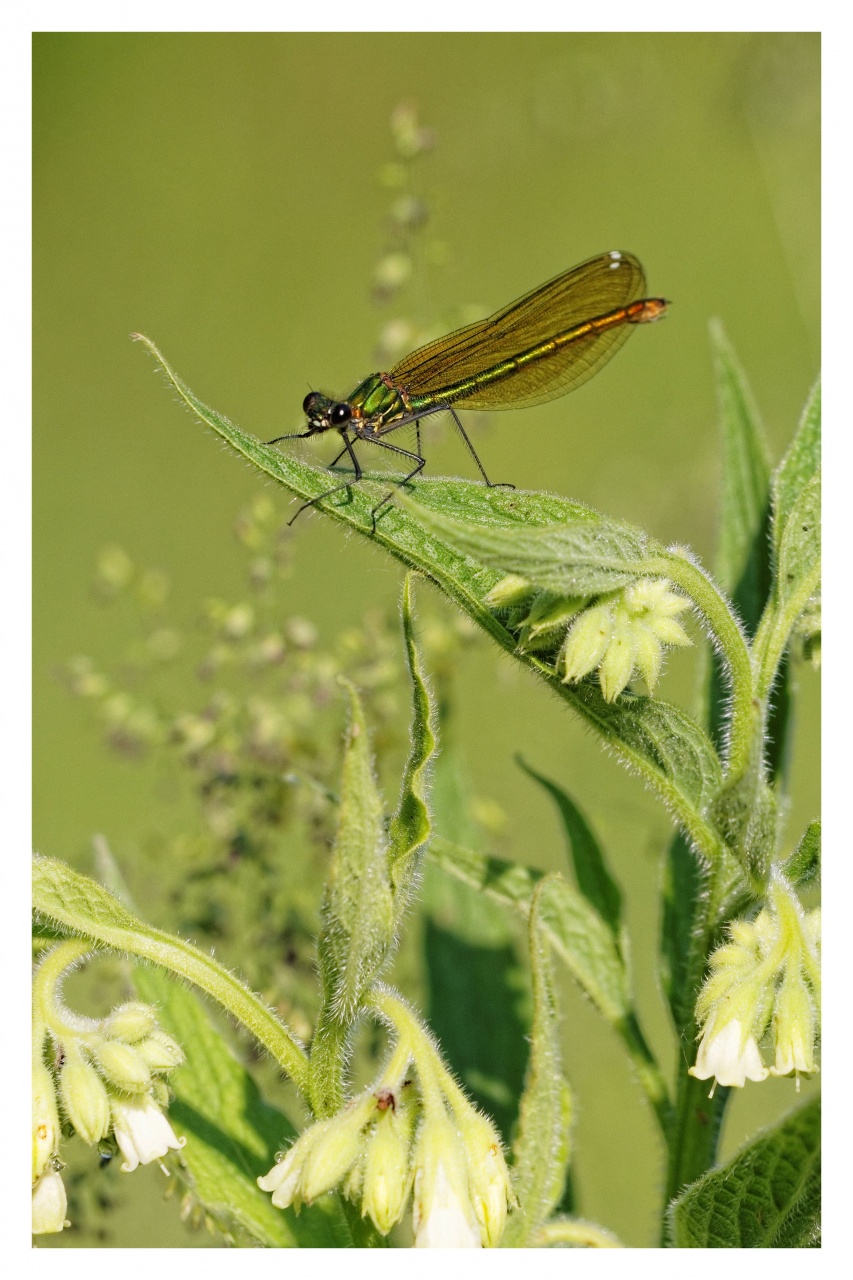 -calopteryx-virgo-img_5111-_dxo.jpg