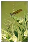 -calopteryx-virgo-img_5111-_dxo.jpg