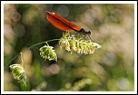 -calopteryx-virgo-5112-_dxo.jpg