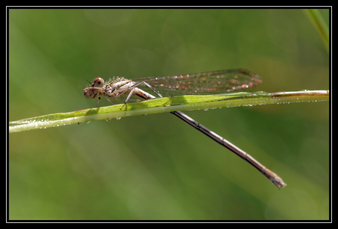 -agrion-1_dxo.jpg