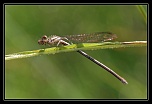 -agrion-1_dxo.jpg