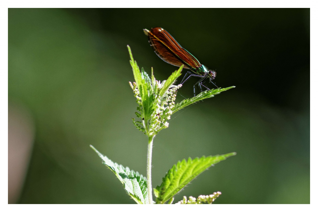 -calopteryx-virgo_dxo.jpg