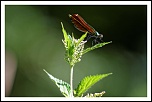 -calopteryx-virgo_dxo.jpg