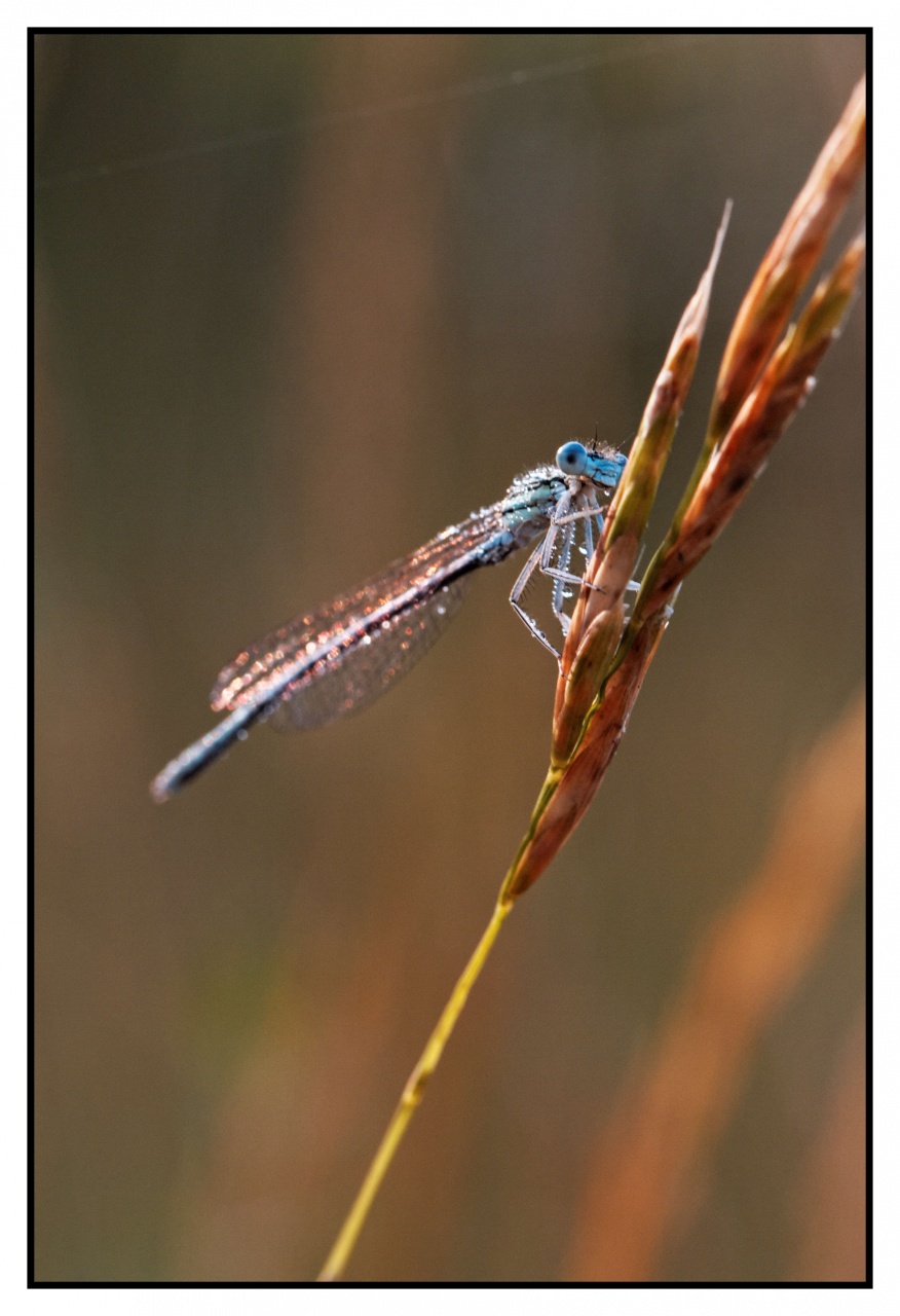 -img_4278-agrion-dans-la-rosee_dxo.jpg