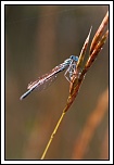 -img_4278-agrion-dans-la-rosee_dxo.jpg