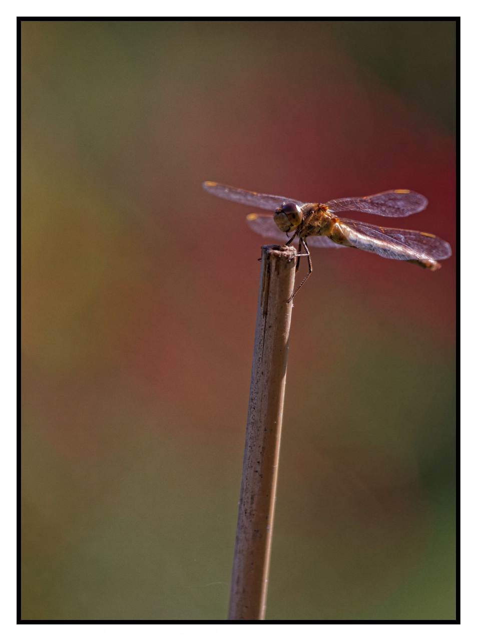 -img_5256_dxo.jpg