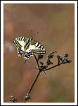 -img_5547-le-machaon_dxo.jpg