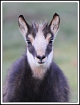 trepied?-159ps.jpg