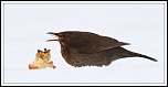 Aberrations chromatiques-052ps.jpg
