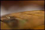 -montecot_10-11-2013-14-52-24_0340.jpg